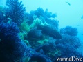 scuba diving photo