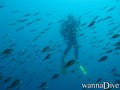scuba diving photo