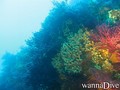 scuba diving photo