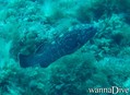 scuba diving photo