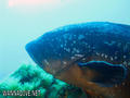 scuba diving photo