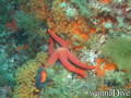 scuba diving photo