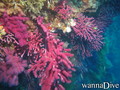 scuba diving photo