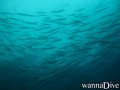 scuba diving photo