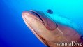 scuba diving photo
