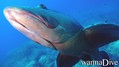 scuba diving photo