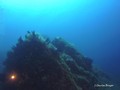 scuba diving photo