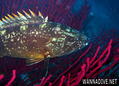 scuba diving photo