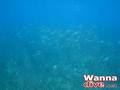 scuba diving photo
