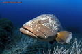 scuba diving photo