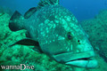 scuba diving photo