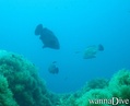 scuba diving photo