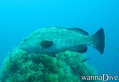 scuba diving photo