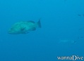 scuba diving photo
