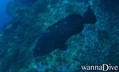 scuba diving photo