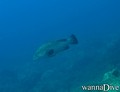 scuba diving photo
