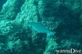 scuba diving photo
