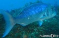 scuba diving photo