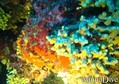 scuba diving photo