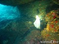 scuba diving photo