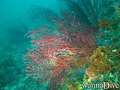 scuba diving photo