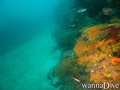 scuba diving photo