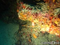 scuba diving photo