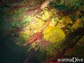 scuba diving photo
