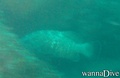 scuba diving photo