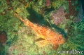 scuba diving photo
