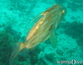 scuba diving photo