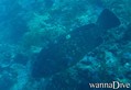 scuba diving photo