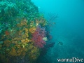 scuba diving photo