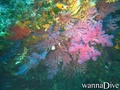 scuba diving photo