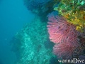 scuba diving photo