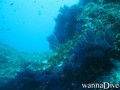 scuba diving photo