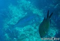 scuba diving photo