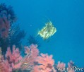 scuba diving photo