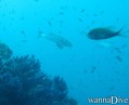 scuba diving photo