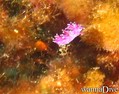 scuba diving photo