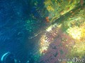 scuba diving photo