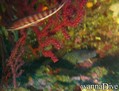 scuba diving photo