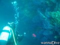 scuba diving photo