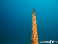 scuba diving photo