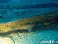 scuba diving photo