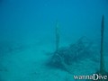 scuba diving photo