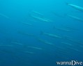 scuba diving photo