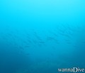 scuba diving photo