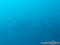 scuba diving photo