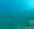 scuba diving photo